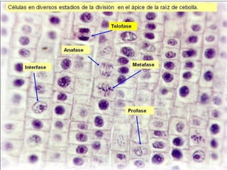 2.3.2. Citocinesis
• La citocinesis consiste en el reparto equitativo del material citoplásmico (hialoplasma y
orgánulos)....