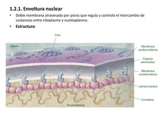 1.2.1. Envoltura nuclear
• Doble membrana atravesada por poros que regula y controla el intercambio de
sustancias entre ci...