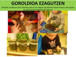 GOROLDIOA EZAGUTZEN
Mendian zaudenean jakin dezakezu iparra non dagoen goroldiotan fijatzen bazara, beti egoten
da eguzki gutxien ematen den lekuan!
 