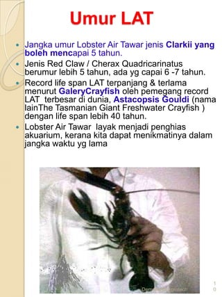 Umur LAT
 Jangka umur Lobster Air Tawar jenis Clarkii yang
  boleh mencapai 5 tahun.
 Jenis Red Claw / Cherax Quadricarinatus
  berumur lebih 5 tahun, ada yg capai 6 -7 tahun.
 Record life span LAT terpanjang & terlama
  menurut GaleryCrayfish oleh pemegang record
  LAT terbesar di dunia, Astacopsis Gouldi (nama
  lainThe Tasmanian Giant Freshwater Crayfish )
  dengan life span lebih 40 tahun.
 Lobster Air Tawar layak menjadi penghias
  akuarium, kerana kita dapat menikmatinya dalam
  jangka waktu yg lama




                                                    1
                               Demenshin Agrotech   0
 