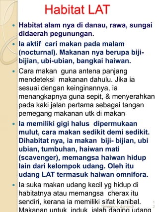 Habitat LAT
   Habitat alam nya di danau, rawa, sungai
    didaerah pegunungan.
   Ia aktif cari makan pada malam
    (nocturnal). Makanan nya berupa biji-
    bijian, ubi-ubian, bangkai haiwan.
   Cara makan guna antena panjang
    mendeteksi makanan dahulu. Jika ia
    sesuai dengan keinginannya, ia
    menangkapnya guna sepit, & menyerahkan
    pada kaki jalan pertama sebagai tangan
    pemegang makanan utk di makan
   Ia memiliki gigi halus dipermukaan
    mulut, cara makan sedikit demi sedikit.
    Dihabitat nya, ia makan biji- bijian, ubi
    ubian, tumbuhan, haiwan mati
    (scavenger), memangsa haiwan hidup
    lain dari kelompok udang. Oleh itu
    udang LAT termasuk haiwan omnifora.
   Ia suka makan udang kecil yg hidup di
    habitatnya atau memangsa cherax itu
    sendiri, kerana ia memiliki sifat kanibal. 1
                              Demenshin Agrotech   2
 