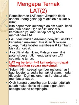 Mengapa Ternak
             LAT(2)
   Pemeliharaan LAT cepat &mudah tidak
    seperti udang galah yg relatif lebih sukar &
    rumit.
   Kita dapat melakukannya dalam skala kecil
    maupun besar. Dgn sedikit modal &
    kemahuan yg kuat, setiap orang boleh
    memelihara LAT.
   LAT tidak mudah diserang penyakit, asalkan
    keperluan makanan, kualiti air & oksijen
    cukup, maka lobster membesar & kembang
    biak dgn cepat.
   Jika dilihat dari iklim, Malaysia memiliki
    potensi besar utk mengusahakan LAT
    sepanjang tahun.
   LAT yg bertelur 4–5 kali setahun dapat
    dimanfaatkan secara maksimal.
   Selain iklim sesuai, sumber makanan asli
    bagi lobster tersedia banyak di alam, mudah
    diperoleh. Dgn makanan asli , lobster akan
    membesar cepat.
   Oleh kerana pemeliharaan lobster tidaklah
    susah maka bisnis ini dapat digunakan
    sebagai usaha sampingan.


                                                     1
                                Demenshin Agrotech   9
 