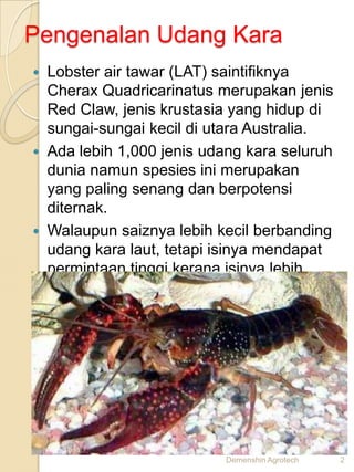 Pengenalan Udang Kara
   Lobster air tawar (LAT) saintifiknya
    Cherax Quadricarinatus merupakan jenis
    Red Claw, jenis krustasia yang hidup di
    sungai-sungai kecil di utara Australia.
   Ada lebih 1,000 jenis udang kara seluruh
    dunia namun spesies ini merupakan
    yang paling senang dan berpotensi
    diternak.
   Walaupun saiznya lebih kecil berbanding
    udang kara laut, tetapi isinya mendapat
    permintaan tinggi kerana isinya lebih
    enak.




                            Demenshin Agrotech   2
 