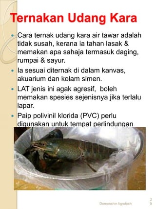 Ternakan Udang Kara
   Cara ternak udang kara air tawar adalah
    tidak susah, kerana ia tahan lasak &
    memakan apa sahaja termasuk daging,
    rumpai & sayur.
   Ia sesuai diternak di dalam kanvas,
    akuarium dan kolam simen.
   LAT jenis ini agak agresif, boleh
    memakan spesies sejenisnya jika terlalu
    lapar.
   Paip polivinil klorida (PVC) perlu
    digunakan untuk tempat perlindungan
    terutama waktu salin kulit




                                                  2
                             Demenshin Agrotech   0
 
