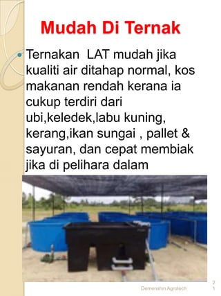 Mudah Di Ternak
   Ternakan LAT mudah jika
    kualiti air ditahap normal, kos
    makanan rendah kerana ia
    cukup terdiri dari
    ubi,keledek,labu kuning,
    kerang,ikan sungai , pallet &
    sayuran, dan cepat membiak
    jika di pelihara dalam
    keaadaan habitatnya




                                              2
                         Demenshin Agrotech   1
 