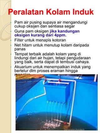 Peralatan Kolam Induk
•   Pam air pusing supaya air mengandungi
    cukup oksijen dan sentiasa segar
•   Guna pam oksigen jika kandungan
    oksigen kurang dari 4ppm.
•   Filter untuk menapis kotoran
•   Net hitam untuk menutup kolam daripada
    panas
•   Tempat terbaik adalah kolam yang di
    lindungi dari air hujan, tetapi pengudaraan
    yang baik, serta dapat di tembusi cahaya.
•   Akuarium untuk menempatkan induk yang
    bertelur dlm proses eraman hingga
    menetas




                                                    2
                               Demenshin Agrotech   3
 