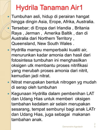 Hydrila Tanaman Air1
   Tumbuhan asli, hidup di perairan hangat
    hingga dingin Asia, Erope, Afrika, Australia.
   Tersebar; di Eropa dari Irlandia , Britania
    Raya , Jerman , Amerika Baltik , dan di
    Australia dari Northern Territory ,
    Queensland, New South Wales .
   Hydrilla mampu memperbaiki kualiti air,
    menurunkan kadar amonia dan hasil dari
    fotosintesa tumbuhan ini menghasilkan
    oksigen utk membantu proses nitrifikasi
    yang merubah proses amonia dari nitrit,
    kemudian jadi nitrat.
   Nitrat merupakan bentuk nitrogen yg mudah
    di serap oleh tumbuhan
   Kegunaan Hydrilla dalam pembenihan LAT
    dan Udang Hias untuk memberi oksigen
    tambahan kedalam air selain merupakan
    sesarang, tempat sembunyi bagi anak LATr
    dan Udang Hias, juga sebagai makanan
    tambahan anak.
                                                    2
                               Demenshin Agrotech   5
 