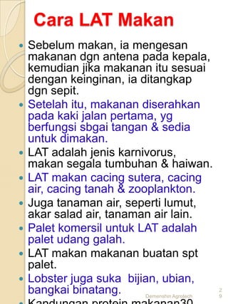 Cara LAT Makan
   Sebelum makan, ia mengesan
    makanan dgn antena pada kepala,
    kemudian jika makanan itu sesuai
    dengan keinginan, ia ditangkap
    dgn sepit.
   Setelah itu, makanan diserahkan
    pada kaki jalan pertama, yg
    berfungsi sbgai tangan & sedia
    untuk dimakan.
   LAT adalah jenis karnivorus,
    makan segala tumbuhan & haiwan.
   LAT makan cacing sutera, cacing
    air, cacing tanah & zooplankton.
   Juga tanaman air, seperti lumut,
    akar salad air, tanaman air lain.
   Palet komersil untuk LAT adalah
    palet udang galah.
   LAT makan makanan buatan spt
    palet.
   Lobster juga suka bijian, ubian,
    bangkai binatang.      Demenshin Agrotech
                                                2
                                                9
 
