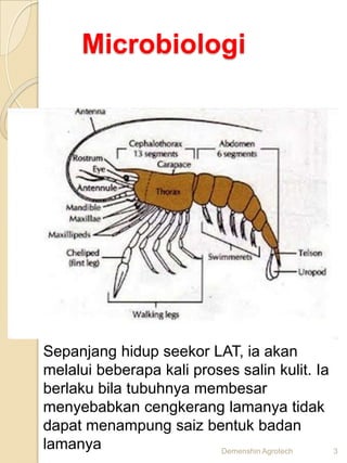 Microbiologi




Sepanjang hidup seekor LAT, ia akan
melalui beberapa kali proses salin kulit. Ia
berlaku bila tubuhnya membesar
menyebabkan cengkerang lamanya tidak
dapat menampung saiz bentuk badan
lamanya                   Demenshin Agrotech 3
 