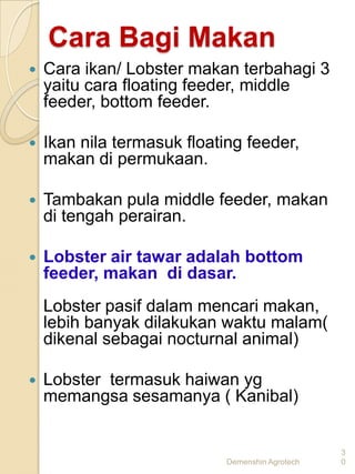 Cara Bagi Makan
   Cara ikan/ Lobster makan terbahagi 3
    yaitu cara floating feeder, middle
    feeder, bottom feeder.

   Ikan nila termasuk floating feeder,
    makan di permukaan.

   Tambakan pula middle feeder, makan
    di tengah perairan.

   Lobster air tawar adalah bottom
    feeder, makan di dasar.
    Lobster pasif dalam mencari makan,
    lebih banyak dilakukan waktu malam(
    dikenal sebagai nocturnal animal)

   Lobster termasuk haiwan yg
    memangsa sesamanya ( Kanibal)


                                                  3
                             Demenshin Agrotech   0
 