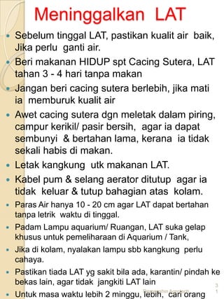 Meninggalkan LAT
 Sebelum tinggal LAT, pastikan kualit air baik,
  Jika perlu ganti air.
 Beri makanan HIDUP spt Cacing Sutera, LAT
  tahan 3 - 4 hari tanpa makan
 Jangan beri cacing sutera berlebih, jika mati
  ia memburuk kualit air
 Awet cacing sutera dgn meletak dalam piring,
  campur kerikil/ pasir bersih, agar ia dapat
  sembunyi & bertahan lama, kerana ia tidak
  sekali habis di makan.
 Letak kangkung utk makanan LAT.
 Kabel pum & selang aerator ditutup agar ia
  tidak keluar & tutup bahagian atas kolam.
   Paras Air hanya 10 - 20 cm agar LAT dapat bertahan
    tanpa letrik waktu di tinggal.
   Padam Lampu aquarium/ Ruangan, LAT suka gelap
    khusus untuk pemeliharaan di Aquarium / Tank,
   Jika di kolam, nyalakan lampu sbb kangkung perlu
    cahaya.
   Pastikan tiada LAT yg sakit bila ada, karantin/ pindah ke
    bekas lain, agar tidak jangkiti LAT lain                3

   Untuk masa waktu lebih 2 minggu, Demenshincari orang 1
                                         lebih, Agrotech
 