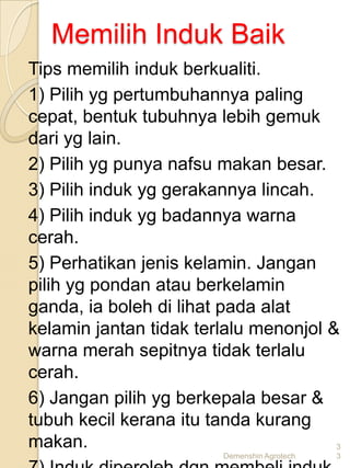 Memilih Induk Baik
Tips memilih induk berkualiti.
1) Pilih yg pertumbuhannya paling
cepat, bentuk tubuhnya lebih gemuk
dari yg lain.
2) Pilih yg punya nafsu makan besar.
3) Pilih induk yg gerakannya lincah.
4) Pilih induk yg badannya warna
cerah.
5) Perhatikan jenis kelamin. Jangan
pilih yg pondan atau berkelamin
ganda, ia boleh di lihat pada alat
kelamin jantan tidak terlalu menonjol &
warna merah sepitnya tidak terlalu
cerah.
6) Jangan pilih yg berkepala besar &
tubuh kecil kerana itu tanda kurang
makan.                                 3
                        Demenshin Agrotech   3
 