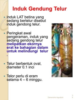 Induk Gendung Telur
   Induk LAT betina yang
    sedang bertelur disebut
    induk gendong telur.

   Peringkat awal
    pengeraman, induk yang
    sedang gendong telur
    melipatkan ekornya
    erat ke bahagian dalam
    untuk melindungi telur
    .

   Telur berbentuk oval,
    diameter 0.1 inci

   Telor perlu di eram
    selama 4 – 6 minggu.



                                                   3
                              Demenshin Agrotech   4
 