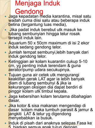 Menjaga Induk
     Gendong
 Jaga kepadatan media karantina, misal satu
  wadah cuma diisi satu atau beberapa induk
  betina (tergantung luas media),
 Jika padat induk berebut utk masuk ke
  lubang sembunyian hingga telur rosak
  tersepit induk lain.
 Aquarium 50 x 50cm maximum di isi 2 ekor
  induk sedang gendong telor.
 Jumlah tempat sembunyi,lebih banyak dari
  induk gendong telor.
 Ketinggian air kolam kuarantin cukup 5-10
  cm, yg penting induk terendam & guna
  aerator/pump udara secukupnya.
 Tujuan guna air cetek utk mengurangi
  keaktifan gerak LAT agar ia lebih banyak
  diam di lubang sembunyi & jika ia
  kekurangan oksigen dia dapat berdiri di
  pinggir kolam utk timbul kepala.
 Jaga kebersihan kolam terutama dibahagian
  dasar.
 Jika kotor & sisa makanan mengendap di
  dasar kolam maka tumbuh parasit & jamur &
  jangkiti LAT & telur yg digendong
  menyebabkan ia busuk.
                               selepas Fasa ke3
 Induk di pisah dari anaknya Demenshin Agrotech 5
 