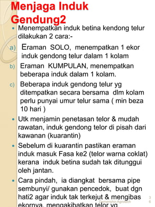 Menjaga Induk
Gendung2
    Menempatkan induk betina kendong telur
     dilakukan 2 cara:-
a)    Eraman SOLO, menempatkan 1 ekor
      induk gendong telur dalam 1 kolam
b)    Eraman KUMPULAN, menempatkan
      beberapa induk dalam 1 kolam.
c)    Beberapa induk gendong telur yg
      ditempatkan secara bersama dlm kolam
      perlu punyai umur telur sama ( min beza
      10 hari )
    Utk menjamin penetasan telor & mudah
     rawatan, induk gendong telor di pisah dari
     kawanan (kuarantin)
    Sebelum di kuarantin pastikan eraman
     induk masuk Fasa ke2 (telor warna coklat)
     kerana induk betina sudah tak ditunggui
     oleh jantan.
    Cara pindah, ia diangkat bersama pipe
     sembunyi/ gunakan pencedok, buat dgn
     hati2 agar induk tak terkejut & mengibas 3
                              Demenshin Agrotech   6
 