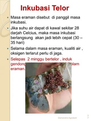 Inkubasi Telor
   Masa eraman disebut di panggil masa
    inkubasi.
   Jika suhu air dapat di kawal sekitar 28
    darjah Celcius, maka masa inkubasi
    berlangsung akan jadi lebih cepat (30 –
    35 hari)
   Selama dalam masa eraman, kualiti air ,
    oksigen terlarut perlu di jaga.
   Selepas 2 minggu bertelor , induk
    gendong telur perlu dipindah ke kolam
    eraman.




                                                  3
                             Demenshin Agrotech   7
 