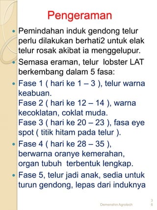 Pengeraman
   Pemindahan induk gendong telur
    perlu dilakukan berhati2 untuk elak
    telur rosak akibat ia menggelupur.
   Semasa eraman, telur lobster LAT
    berkembang dalam 5 fasa:
   Fase 1 ( hari ke 1 – 3 ), telur warna
    keabuan.
    Fase 2 ( hari ke 12 – 14 ), warna
    kecoklatan, coklat muda.
    Fase 3 ( hari ke 20 – 23 ), fasa eye
    spot ( titik hitam pada telur ).
   Fase 4 ( hari ke 28 – 35 ),
    berwarna oranye kemerahan,
    organ tubuh terbentuk lengkap.
   Fase 5, telur jadi anak, sedia untuk
    turun gendong, lepas dari induknya
                                                3
                           Demenshin Agrotech   8
 