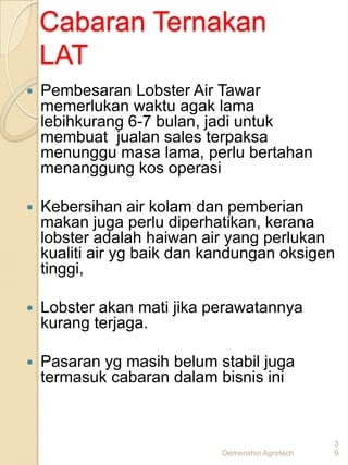Cabaran Ternakan
    LAT
   Pembesaran Lobster Air Tawar
    memerlukan waktu agak lama
    lebihkurang 6-7 bulan, jadi untuk
    membuat jualan sales terpaksa
    menunggu masa lama, perlu bertahan
    menanggung kos operasi

   Kebersihan air kolam dan pemberian
    makan juga perlu diperhatikan, kerana
    lobster adalah haiwan air yang perlukan
    kualiti air yg baik dan kandungan oksigen
    tinggi,

   Lobster akan mati jika perawatannya
    kurang terjaga.

   Pasaran yg masih belum stabil juga
    termasuk cabaran dalam bisnis ini


                                                  3
                             Demenshin Agrotech   9
 