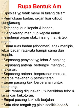 Rupa Bentuk Am
• Spesies yg tidak memiliki tulang dalam.
• Permukaan badan, organ luar diliputi
cengkerang
• Terbahagi dua kepala & badan.
* Cengkerang menutup kepala untuk
melindungi organ otak, insang, hati & tepi
organ.
• Enam ruas badan (abdomen) agak menipis,
lebar badan rata-rata hampir sama dgn
kepala.
• Sepasang penyepit yg lebar & panjang
• Sepasang antena berfungsi menghidu
makanan.
• Sepasang antena berperanan merasa,
meraba makanan & persekitaran.
• Enam pasang kaki berperanan untuk
berenang.
• Kaki renang digunakan utk bersihkan telor &
larva dari kekotoran.
• Empat pasang kaki utk berjalan
• Satu ekor tengah yg pipih sedikit lebar &
                                 Demenshin Agrotech   4
 