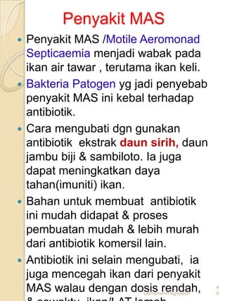 Penyakit MAS
   Penyakit MAS /Motile Aeromonad
    Septicaemia menjadi wabak pada
    ikan air tawar , terutama ikan keli.
   Bakteria Patogen yg jadi penyebab
    penyakit MAS ini kebal terhadap
    antibiotik.
   Cara mengubati dgn gunakan
    antibiotik ekstrak daun sirih, daun
    jambu biji & sambiloto. Ia juga
    dapat meningkatkan daya
    tahan(imuniti) ikan.
   Bahan untuk membuat antibiotik
    ini mudah didapat & proses
    pembuatan mudah & lebih murah
    dari antibiotik komersil lain.
   Antibiotik ini selain mengubati, ia
    juga mencegah ikan dari penyakit
    MAS walau dengan dosis rendah,
                             Demenshin Agrotech
                                                  4
                                                  0
 