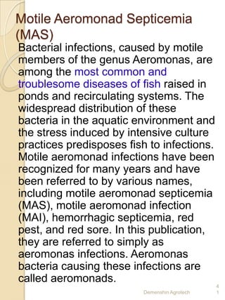 Motile Aeromonad Septicemia
(MAS)
Bacterial infections, caused by motile
members of the genus Aeromonas, are
among the most common and
troublesome diseases of fish raised in
ponds and recirculating systems. The
widespread distribution of these
bacteria in the aquatic environment and
the stress induced by intensive culture
practices predisposes fish to infections.
Motile aeromonad infections have been
recognized for many years and have
been referred to by various names,
including motile aeromonad septicemia
(MAS), motile aeromonad infection
(MAI), hemorrhagic septicemia, red
pest, and red sore. In this publication,
they are referred to simply as
aeromonas infections. Aeromonas
bacteria causing these infections are
called aeromonads.
                                               4
                          Demenshin Agrotech   1
 