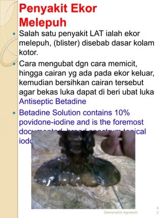 Penyakit Ekor
    Melepuh
   Salah satu penyakit LAT ialah ekor
    melepuh, (blister) disebab dasar kolam
    kotor.
   Cara mengubat dgn cara memicit,
    hingga cairan yg ada pada ekor keluar,
    kemudian bersihkan cairan tersebut
    agar bekas luka dapat di beri ubat luka
    Antiseptic Betadine
   Betadine Solution contains 10%
    povidone-iodine and is the foremost
    documented, broad spectrum topical
    iodophor microbicide




                                                 4
                            Demenshin Agrotech   2
 