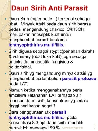 Daun Sirih Anti Parasit
   Daun Sirih (piper betle L) terkenal sebagai
    ubat. Minyak Atsiri pada daun sirih berasa
    pedas mengandung chavicol C4H3OH,
    merupakan antiseptik kuat untuk
    menghambat parasit terutama
    lchthyophthirius multifiliis.
   Sirih diguna sebagai styptic(penahan darah)
    & vulnerary (obat luka kulit),juga sebagai
    antioksida, antiseptik, fungisida &
    bakterisidal.
   Daun sirih yg mengandung minyak atsiri yg
    menghambat pertumbuhan parasit protozoa
    pada LAT.
   Namun ketika menggunakannya perlu
    ambilkira ketahanan LAT terhadap air
    rebusan daun sirih, konsentrasi yg terlalu
    tinggi beri kesan negatif.
   Cara penggunaan utk parasit
    lchthyophthirius multifiliis:- pada
    konsentrasi 8.3 ppt daun sirih, mortaliti     4
    parasit lch mencapai 99 %. Demenshin Agrotech 3
 