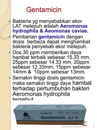 Gentamicin
 Bakteria yg menyebabkan ekor
  LAT melepuh adalah Aeromonas
  hydrophila & Aeomonas caviae.
 Pemberian gentamicin dengan
  dosis berbeza dapat menghambat
  bakteria penyebab ekor melepuh.
 Dos 30 ppm memberikan daya
  hambat terbaik sebesar 15.33 mm,
  25ppm sebesar 14.33 mm, 20ppm
  sebesar 12.33mm, 15ppm sebesar
  14mm & 10ppm sebesar 13mm.
 Semakin tinggi dosis gentamicin
  maka semakin tinggi daya hambat
    terhadap pertumbuhan bakteri
    Aeromonas hydrophila
    tersebut



                                          4
                     Demenshin Agrotech   4
 