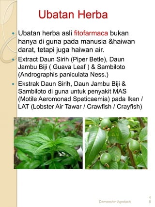 Ubatan Herba
   Ubatan herba asli fitofarmaca bukan
    hanya di guna pada manusia &haiwan
    darat, tetapi juga haiwan air.
 Extract Daun Sirih (Piper Betle), Daun
  Jambu Biji ( Guava Leaf ) & Sambiloto
  (Andrographis paniculata Ness.)
 Ekstrak Daun Sirih, Daun Jambu Biji &
  Sambiloto di guna untuk penyakit MAS
  (Motile Aeromonad Speticaemia) pada Ikan /
  LAT (Lobster Air Tawar / Crawfish / Crayfish)




                                                    4
                               Demenshin Agrotech   5
 