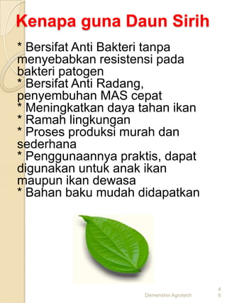 Kenapa guna Daun Sirih
* Bersifat Anti Bakteri tanpa
menyebabkan resistensi pada
bakteri patogen
* Bersifat Anti Radang,
penyembuhan MAS cepat
* Meningkatkan daya tahan ikan
* Ramah lingkungan
* Proses produksi murah dan
sederhana
* Penggunaannya praktis, dapat
digunakan untuk anak ikan
maupun ikan dewasa
* Bahan baku mudah didapatkan




                                         4
                    Demenshin Agrotech   6
 