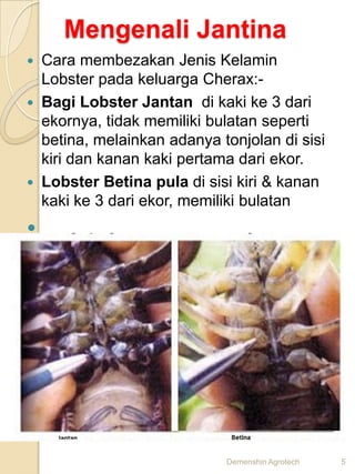 Mengenali Jantina
   Cara membezakan Jenis Kelamin
    Lobster pada keluarga Cherax:-
   Bagi Lobster Jantan di kaki ke 3 dari
    ekornya, tidak memiliki bulatan seperti
    betina, melainkan adanya tonjolan di sisi
    kiri dan kanan kaki pertama dari ekor.
   Lobster Betina pula di sisi kiri & kanan
    kaki ke 3 dari ekor, memiliki bulatan





                              Demenshin Agrotech   5
 