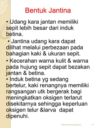 Bentuk Jantina
• Udang kara jantan memiliki
sepit lebih besar dari induk
betina.
 • Jantina udang kara dapat
dilihat melalui perbezaan pada
bahagian kaki & ukuran sepit.
• Kecerahan warna kulit & warna
pada hujung sepit dapat bezakan
jantan & betina.
• Induk betina yg sedang
bertelur, kaki renangnya memiliki
rangsangan utk bergerak bagi
meningkatkan oksigen terlarut
disekitarnya sehingga keperluan
oksigen telur &larva dapat
dipenuhi.
                     Demenshin Agrotech   6
 