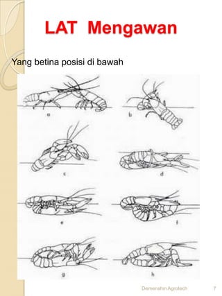 LAT Mengawan
Yang betina posisi di bawah




                              Demenshin Agrotech   7
 