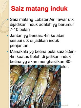 Saiz matang induk
 Saiz matang Lobster Air Tawar utk
  dijadikan induk adalah yg berumur
  7-10 bulan
 Jantan yg bersaiz 4in ke atas
  sesuai utk di jadikan induk
  penjantan.
 Manakala yg betina pula saiz 3.5in-
  4in keatas boleh di jadikan induk
  betina yg akan menghasilkan 80-
  300 biji telur setiap kali bertelor.




                        Demenshin Agrotech   8
 