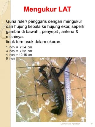 Mengukur LAT
Guna ruler/ penggaris dengan mengukur
dari hujung kepala ke hujung ekor, seperti
gambar di bawah , penyepit , antena &
misainya.
tidak termasuk dalam ukuran.
1 Inchi = 2.54 cm
3 Inchi = 7.62 cm
4 Inchi = 10.16 cm
5 Inchi = 12.7 cm




                             Demenshin Agrotech   9
 