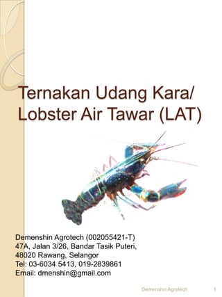 Ternakan Udang Kara/
Lobster Air Tawar (LAT)




Demenshin Agrotech (002055421-T)
47A, Jalan 3/26, Bandar Tasik Puteri,
48020 Rawang, Selangor
Tel: 03-6034 5413, 019-2839861
Email: dmenshin@gmail.com

                                        Demenshin Agrotech   1
 