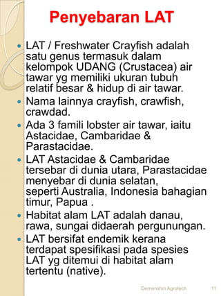 Penyebaran LAT
   LAT / Freshwater Crayfish adalah
    satu genus termasuk dalam
    kelompok UDANG (Crustacea) air
    t...
