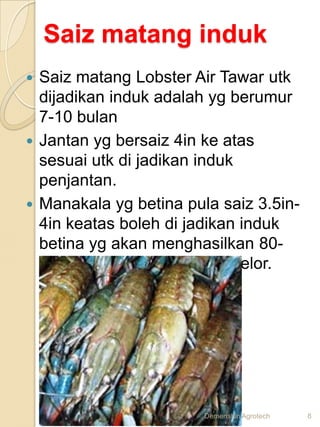 Saiz matang induk
 Saiz matang Lobster Air Tawar utk
  dijadikan induk adalah yg berumur
  7-10 bulan
 Jantan yg bersaiz...
