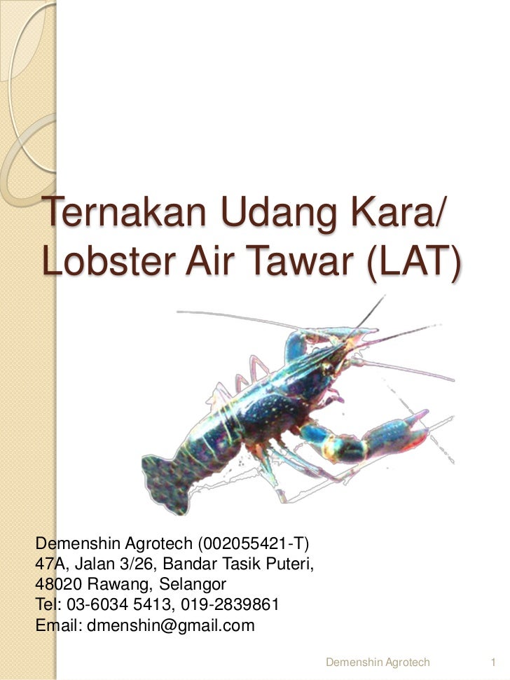 Cara ternak Udang  kara lobster air  tawar  LAT di 017 2839861 