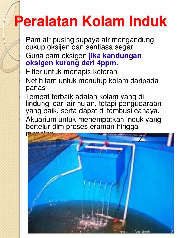 Cara Ternak Udang Kara Lobster Air Tawar Lat Di 017 2839861 cara ternak udang kara lobster air tawar lat di 017 2839861