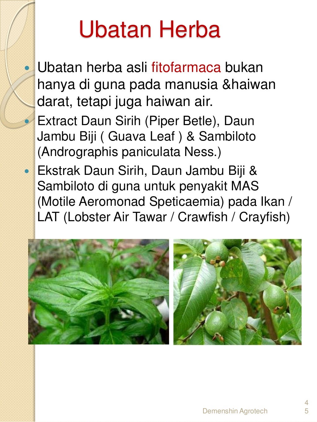 udang kara in english