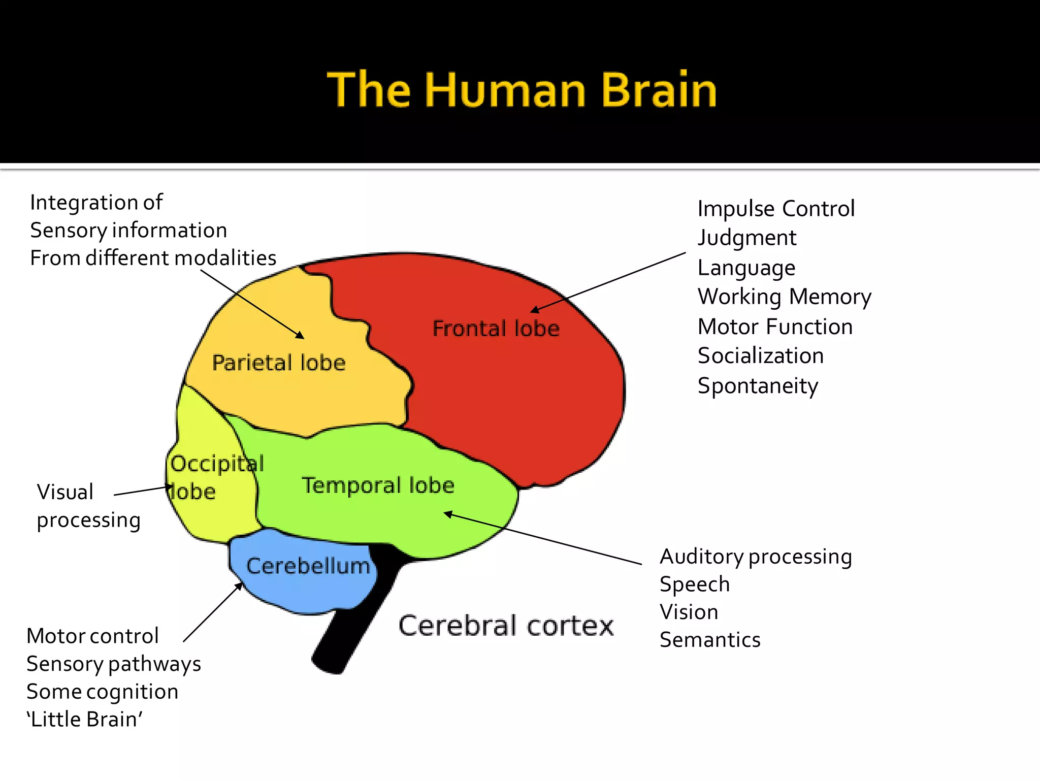 Impulse Control
Judgment
Language
Working Memory
Motor Function
Socialization
Spontaneity
Integration of
Sensory information
From different modalities
Auditory processing
Speech
Vision
Semantics
Visual
processing
Motor control
Sensory pathways
Some cognition
‘Little Brain’
 