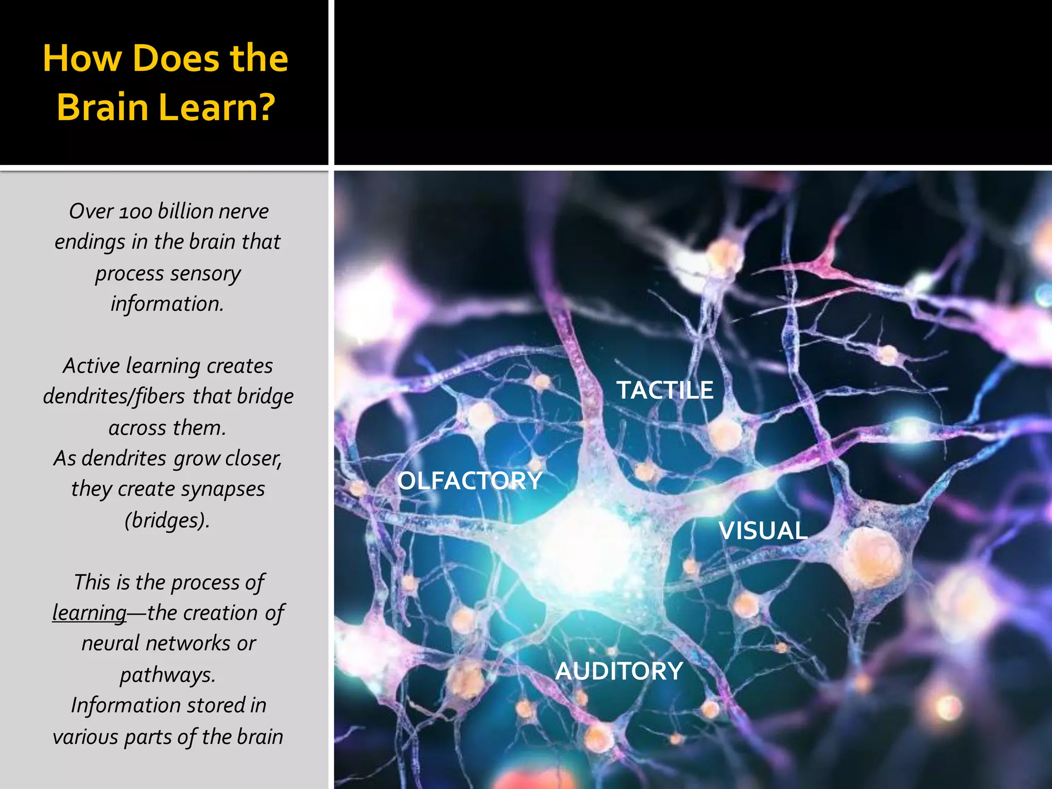 How Does the
Brain Learn?
Over 100 billion nerve
endings in the brain that
process sensory
information.
Active learning creates
dendrites/fibers that bridge
across them.
As dendrites grow closer,
they create synapses
(bridges).
This is the process of
learning—the creation of
neural networks or
pathways.
Information stored in
various parts of the brain
TACTILE
VISUAL
AUDITORY
OLFACTORY
 