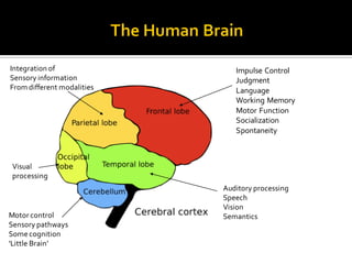 Impulse Control
Judgment
Language
Working Memory
Motor Function
Socialization
Spontaneity
Integration of
Sensory information
From different modalities
Auditory processing
Speech
Vision
Semantics
Visual
processing
Motor control
Sensory pathways
Some cognition
‘Little Brain’
 