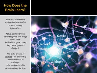 How Does the
Brain Learn?
Over 100 billion nerve
endings in the brain that
process sensory
information.
Active learning creates
dendrites/fibers that bridge
across them.
As dendrites grow closer,
they create synapses
(bridges).
This is the process of
learning—the creation of
neural networks or
pathways.
Information stored in
various parts of the brain
TACTILE
VISUAL
AUDITORY
OLFACTORY
 