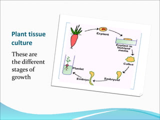 Plant tissue culture These are  the different stages of growth 