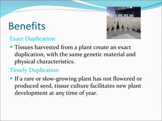 Benefits Exact Duplication Tissues harvested from a plant create an exact duplication, with the same genetic material and physical characteristics. Timely Duplication If a rare or slow-growing plant has not flowered or produced seed, tissue culture facilitates new plant development at any time of year. 
