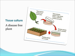 Tissue culture A disease free plant 