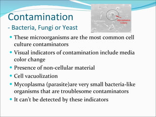 Contamination - Bacteria, Fungi or Yeast These microorganisms are the most common cell culture contaminators Visual indicators of contamination include media color change Presence of non-cellular material Cell vacuolization Mycoplasma (parasite)are very small bacteria-like organisms that are troublesome contaminators  It can’t be detected by these indicators 