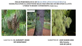 FIELD PERFORMANCE OF BLUE PINE (PINUS WALLICHIANA)
SEEDLINGS INOCULATED WITH SELECTED SPECIES OF BIO-INOCULANTS
UNDER NURSERY CONDITIONS (Asif et al.,)
SUBMITTED BY : UDAY KUMAR LODH
MSc Forestry
ICAR JRF (AIR-2)
SUMITTED TO : Dr. GURUDATT HEGDE
FBT DEPARTMENT
 